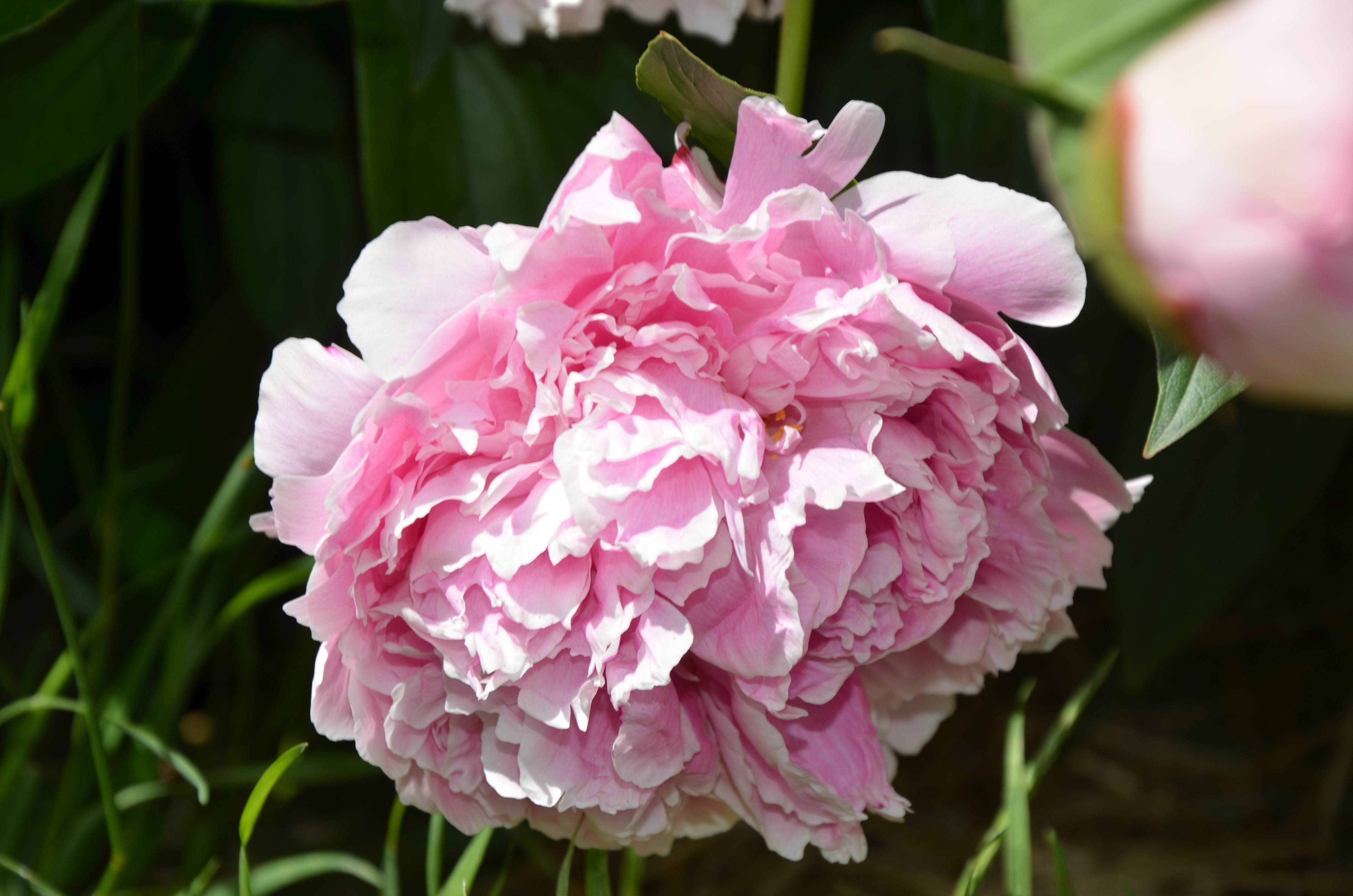 Peony 2017