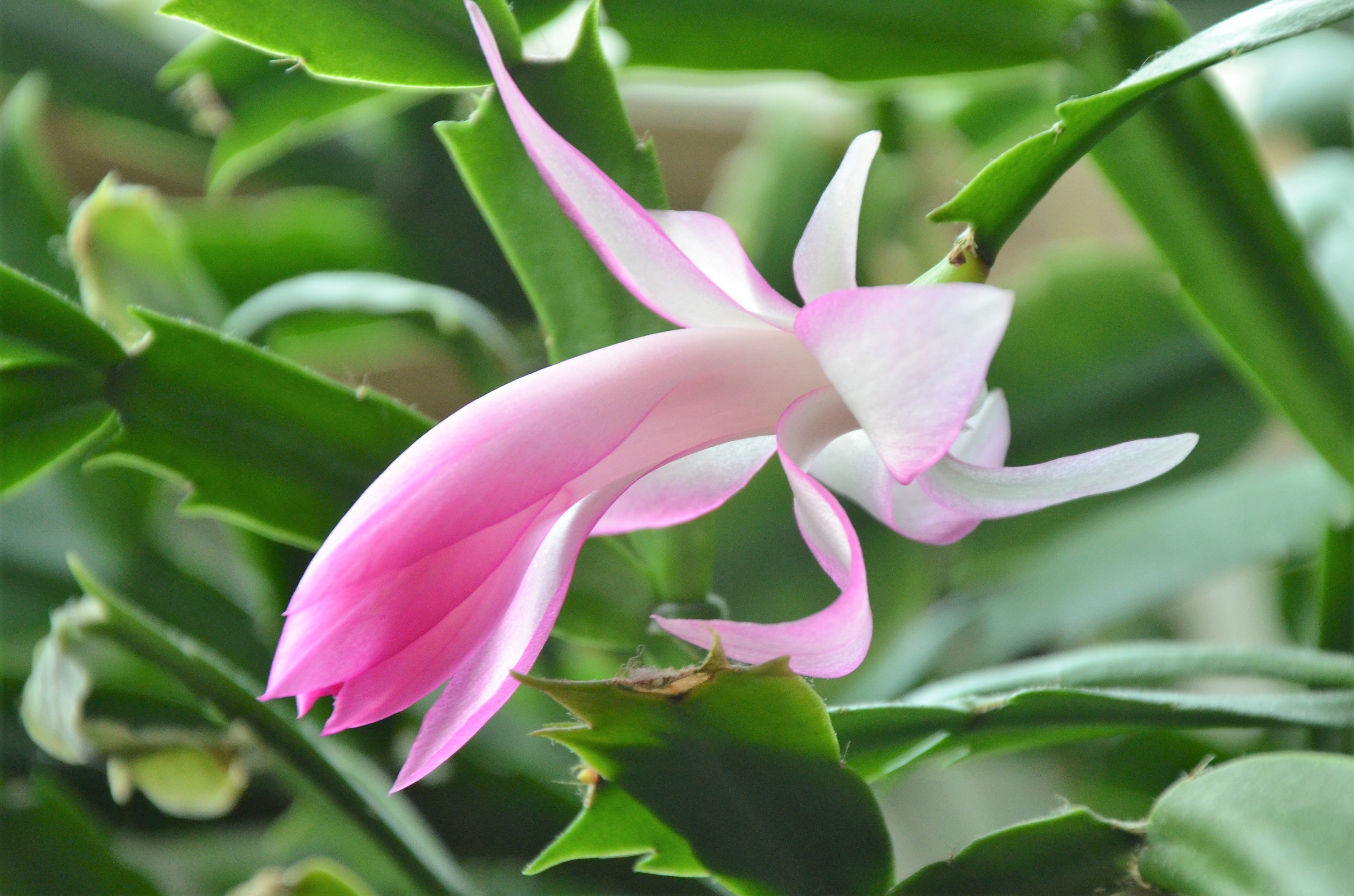 Cactus February 2018